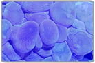 Bubble Coral